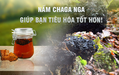 Uống Nấm Chaga Nga Có Nóng Không?