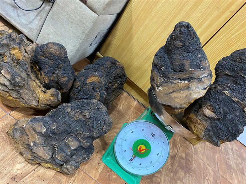 Công năng tác dụng của nấm Chaga Nga Mua Ở Đâu Uy Tín